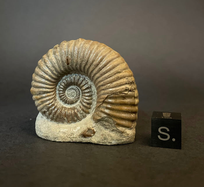 The Enigmatic Legacy of Ammonite Fossils