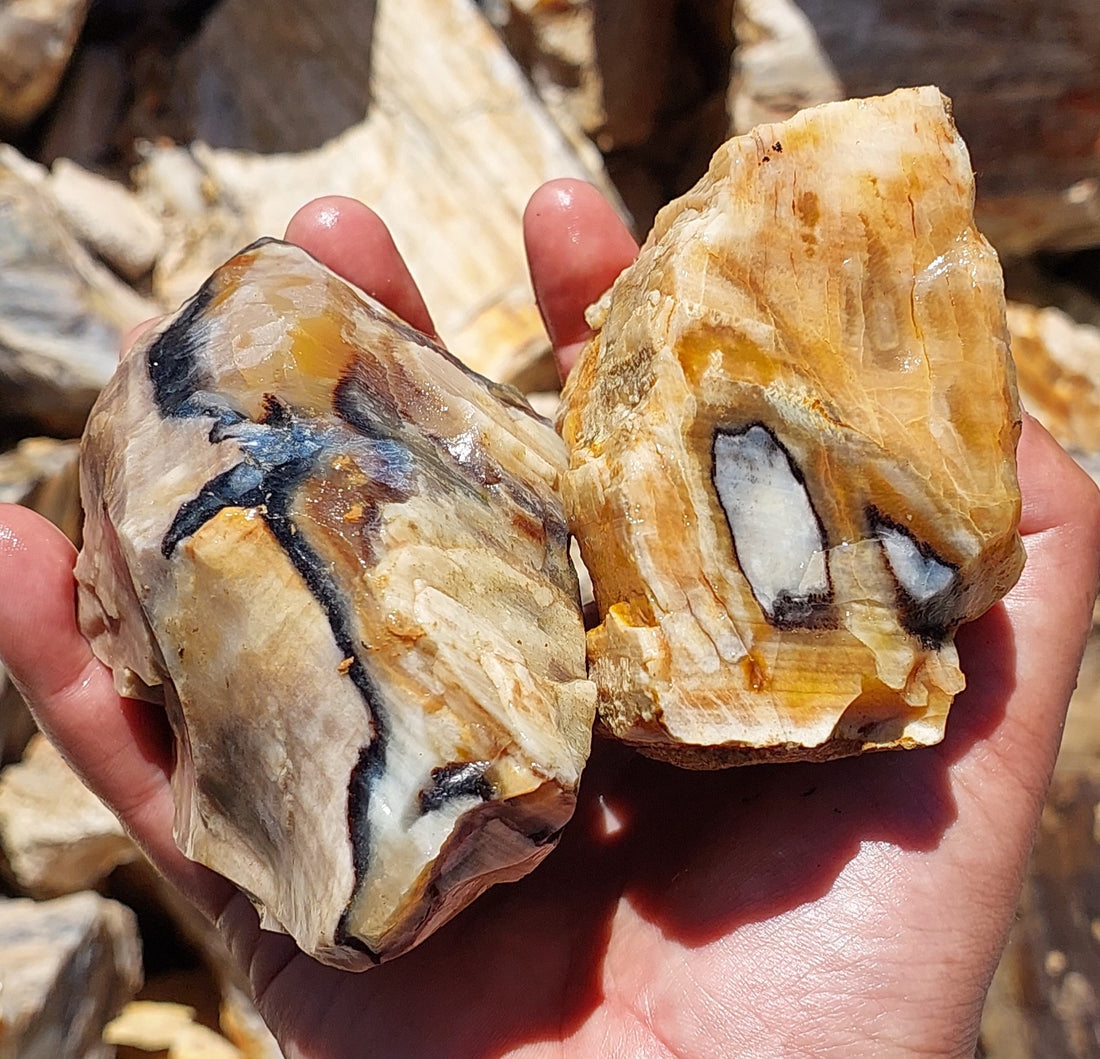 The Lustrous Legacy of Opalite Wood from Nebo, QLD