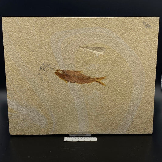 Knightia Alta Fossil Fish