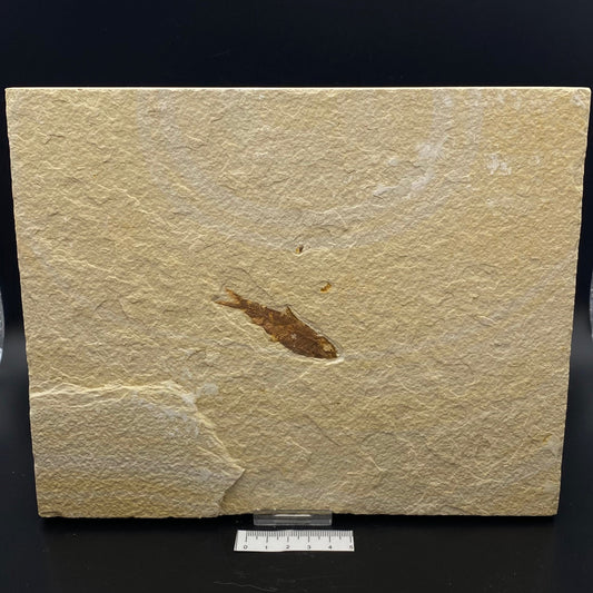 Knightia Alta Fossil Fish