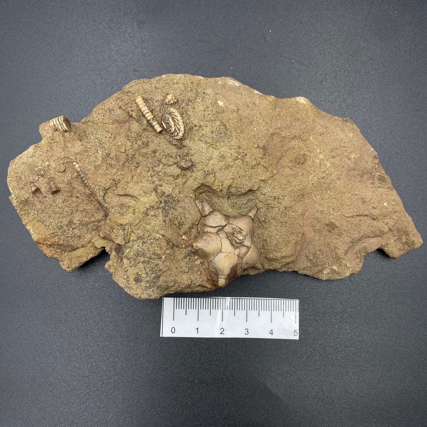 Jimbacrinus Crinoid Fossil Specimen – Crystal World Wholesale Group